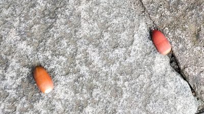 秋にしたいこと、ありますか？