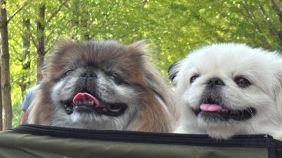 来週のお知らせ＆あさぼらけ写真館