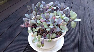 「やまなし大使」の 高杉’Jay’二郎さんに聞く「秋の山梨県、ここがスゴい！」