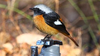 あさぼらけ写真館