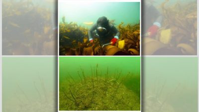 地球温暖化で、5年後に海から消えてしまうもの