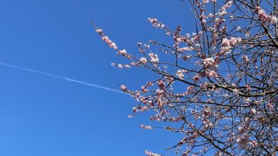 あさぼらけ写真館