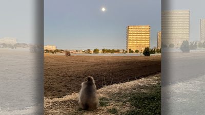 あさぼらけ写真館