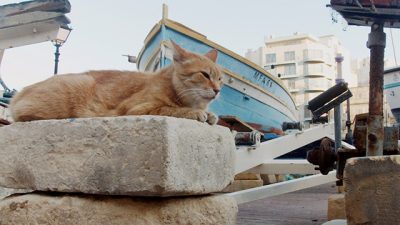 サンデー早起キネマ『ねこしま』