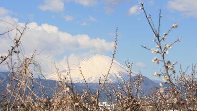 あさぼらけ写真館 「w」