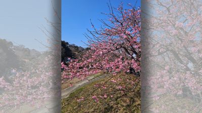 あさぼらけ写真館