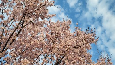 桜🌸開花✌