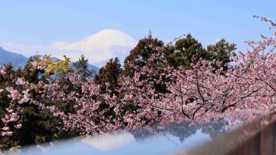 あさぼらけ写真館「富士山と河津桜」