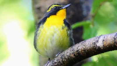 キビタキの写真（鳴き声つき）