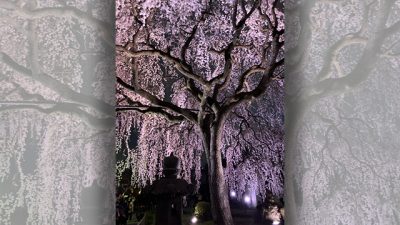 あさぼらけ写真館（桜）