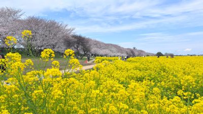 🌸桜3連チャン🌸