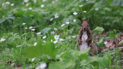 見つかっちゃった🐿