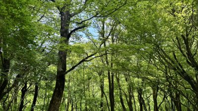 新緑！【あさぼらけ写真館】