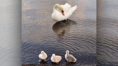 ほっと一息☕Photo Book　白鳥の赤ちゃん、山中湖デビュー🐣