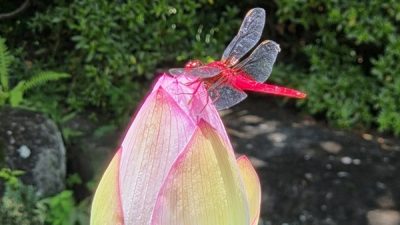 ほっと一息☕Photo Book　♪とんぼのめがねは…何色？