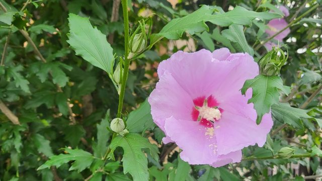 昭和100年！　いいうた続々♪　パート2