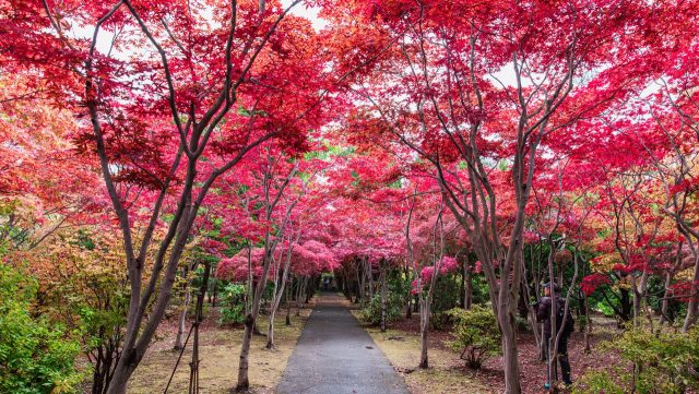 今週は【あさぼらけ おにぎり最強セット】当選者発表!