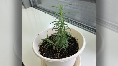 再発見！　魅惑の音楽沼　昭和ソングに手を出すな！