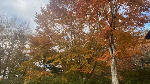 ほっと一息☕Photo Book 羨ましいお庭の紅葉