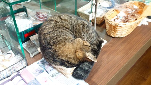 あさぼらけ写真館