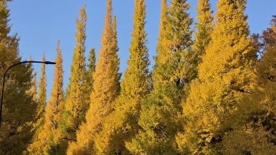 紅葉三連チャン