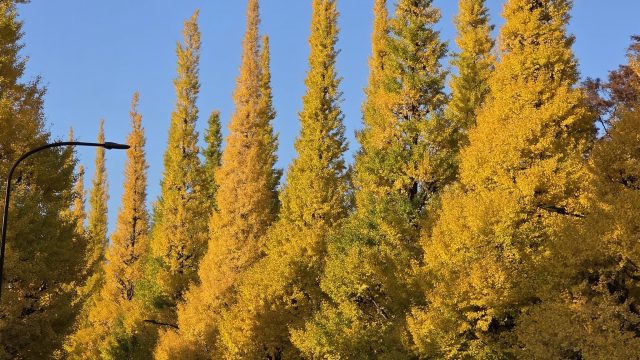 紅葉三連チャン