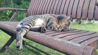 あさぼらけ写真館