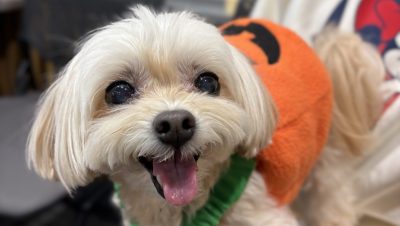 ハロウィンの日に落ち込んでいる松ちゃん？