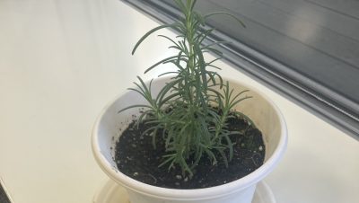 歌舞伎ソムリエ・おくだ健太郎さんに聞く「この冬、注目の歌舞伎」