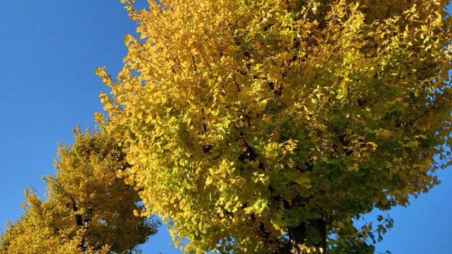 葉っぱが色づき、キレイです