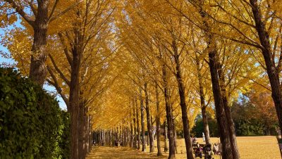 あさぼらけ写真館