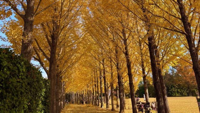 あさぼらけ写真館