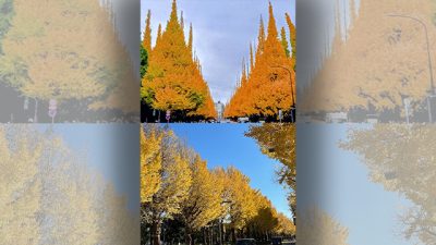 ほっと一息☕Photo Book　金色のちひさき鳥のかたちして…