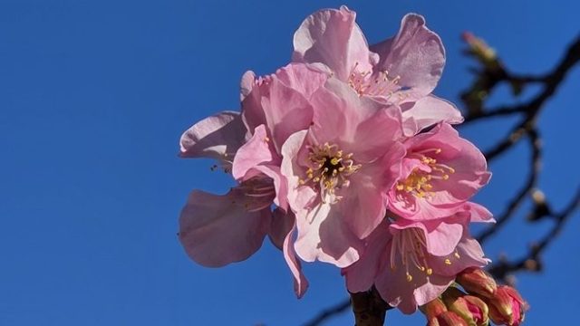 ほっと一息☕Photo Book 寒中に春の気配🌸