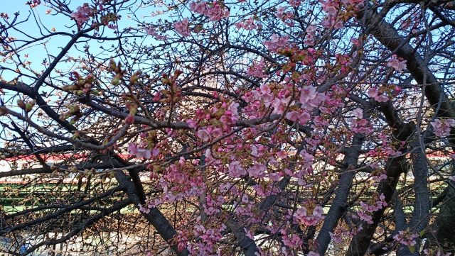 あさぼらけ写真館