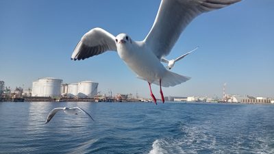 あさぼらけ写真館