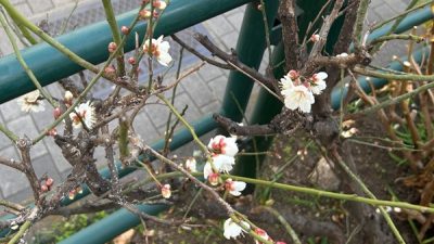 ほっと一息☕Photo Book 寒中に春の気配🌸その2