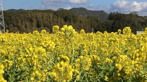 あさぼらけ写真館
