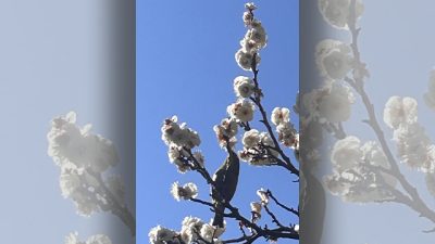 あさぼらけ写真館&竹下景子さん登場!!