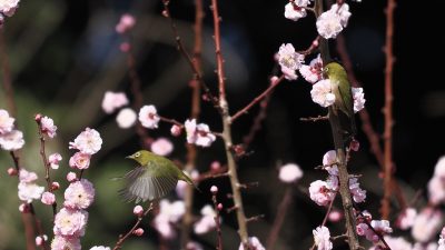 あさぼらけ写真館