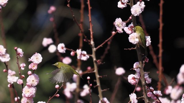 あさぼらけ写真館