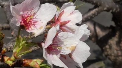 ほっと一息☕Photo Book 早咲きの玉縄桜🌸