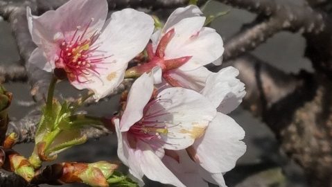 ほっと一息☕Photo Book 早咲きの玉縄桜🌸