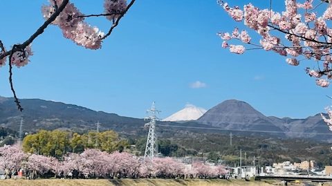 🌸あさぼらけ写真館🌸