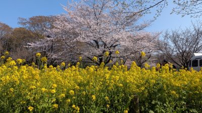 あさぼらけ写真館