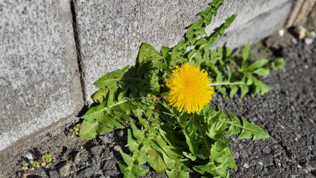 卒業生とそのご家族へ、おめでとうございます