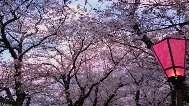 あさぼらけ写真館