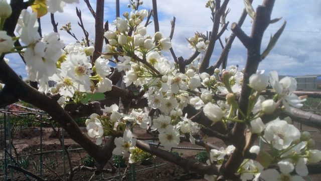 ほっと一息☕Photo Book　食べて美味しい見ても美しい梨の花