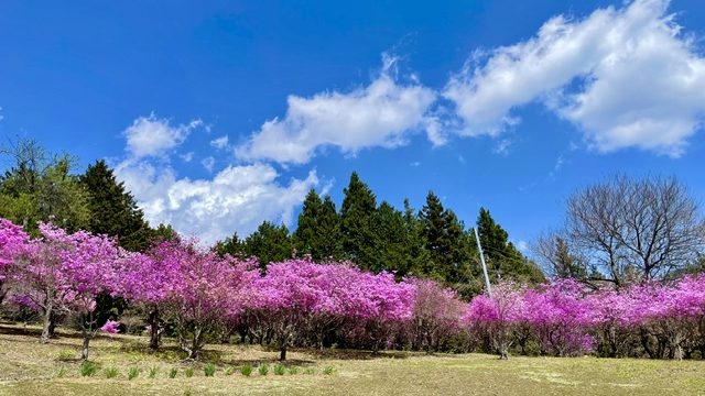あさぼらけ写真館