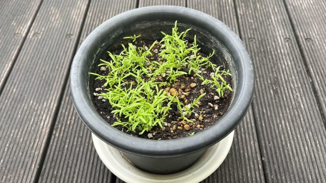 ベランダ天気予報／平成ソング／#ラブメロプレイリスト／#推しベス